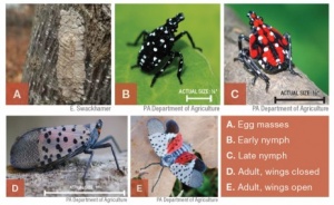 LIfe Cycle of the Spotted Lanternfly