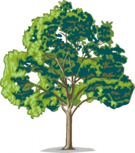 Oak-tree-tree-clip-art-free-clipart-images-clipart-image